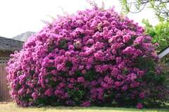 Bougainvillaea